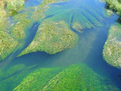 Сине-зеленые водоросли ответственны за появление кислорода в атмосфере Земли